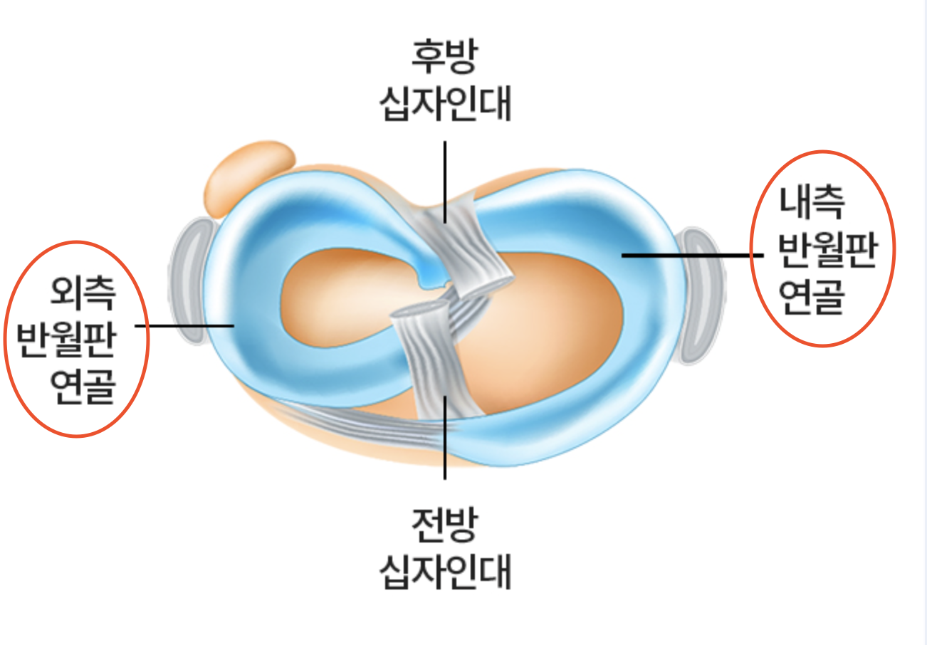 반월상연골 알아보기